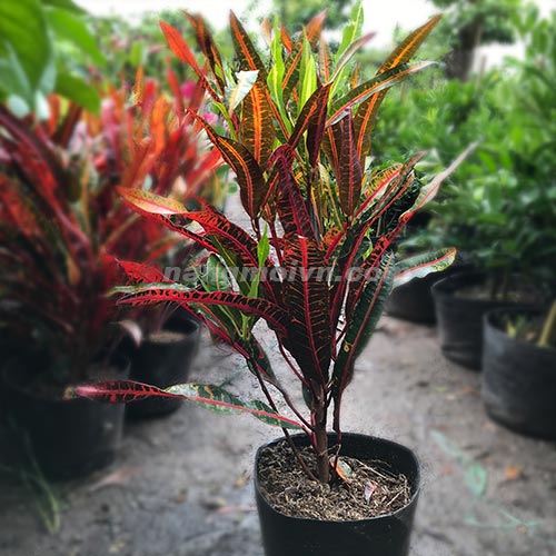 Cô Tòng Đuôi Lươn